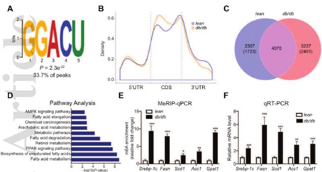 m6A - seqRNA- seqϷiз