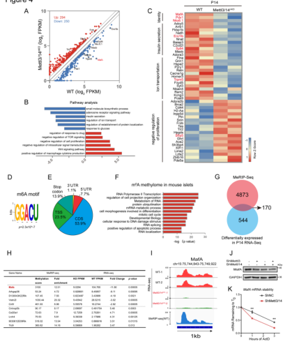 m6A-seq& mRNA-seqϷ