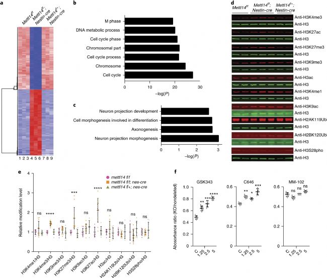 RNA-seqóMettl14½MȫMȰl׃ĶӰ푻_
