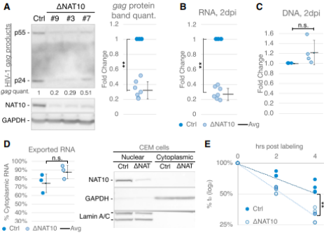 NAT10敲除影響對HIV-1轉錄本穩定性