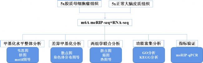 1z|ĸcircRNA m6A_V