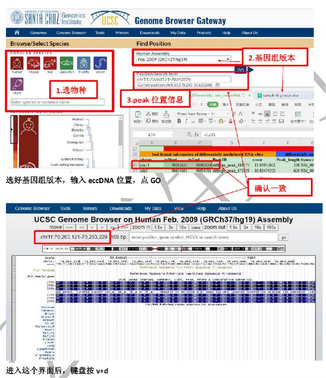 (1)MeRIP-seq的測序結果中篩選得來