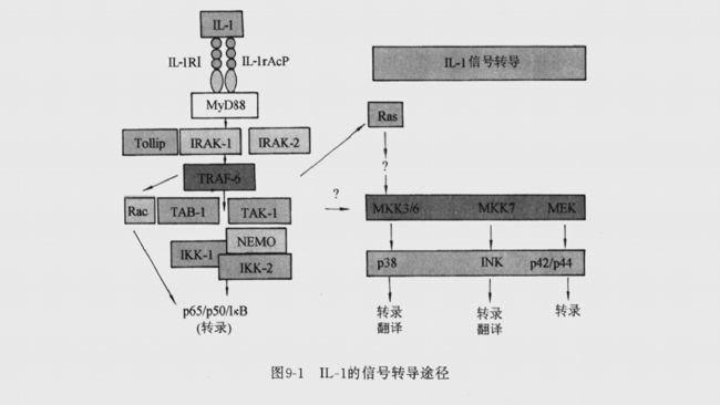 白細胞介素- 1的信號轉導途徑