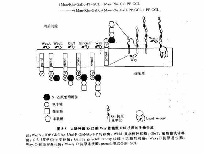 О-特異性多糖鏈的生物合成途徑闡述