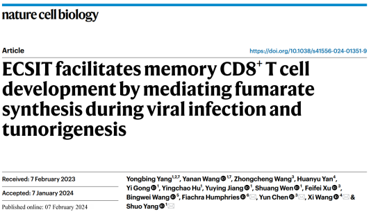 {CD8+ TӛγC