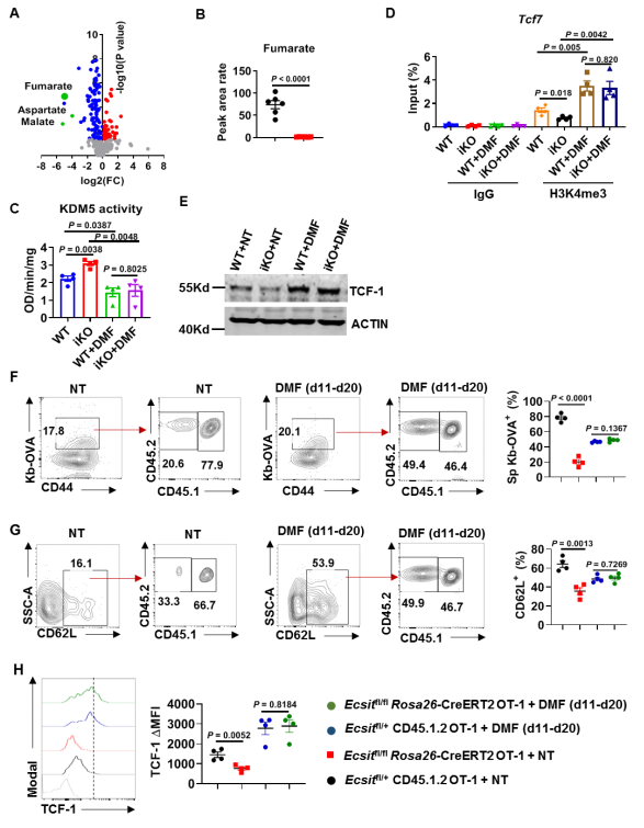{CD8+ TӛγC