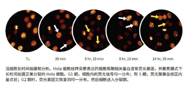 高內涵成像