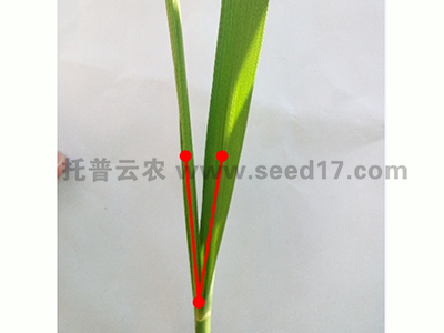 小麥表型檢測系統(tǒng)(夾角)