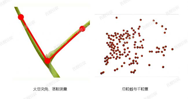 大豆表型檢測系統(tǒng)