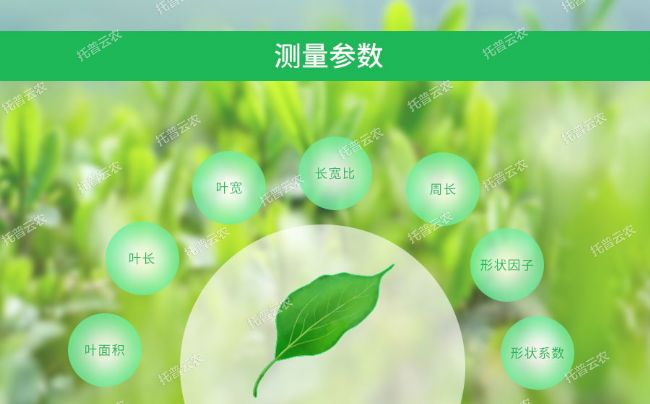 活體葉面積儀測量參數